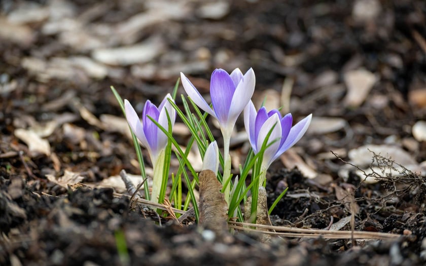 Ogr&oacute;d Botaniczny we Wrocławiu na przełomie lutego i marca
