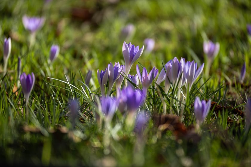 Ogr&oacute;d Botaniczny we Wrocławiu na przełomie lutego i marca