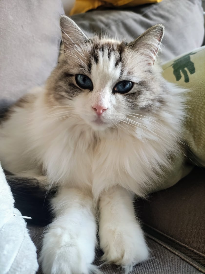 Ragdoll