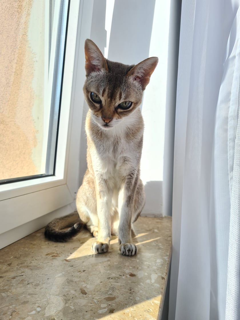 Ziu to 17-roczna kotopiękność i kotomilość dzikiej rasy Singapura. Ukochany kotosynek, podróżnik i najlepszy kumpel❤️Mieszka z psem i uczy jego być kotem 