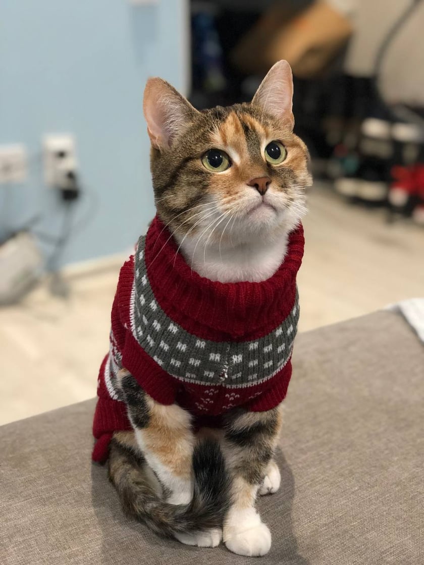 ✨ Miau, jestem Jessica! ✨  
Z ulicznego kotka stałam się początkującą blogerką, gwiazdą TikToka, królową naklejek na Telegramie i ambasadorką nowoczesnego życia z PetKit! 