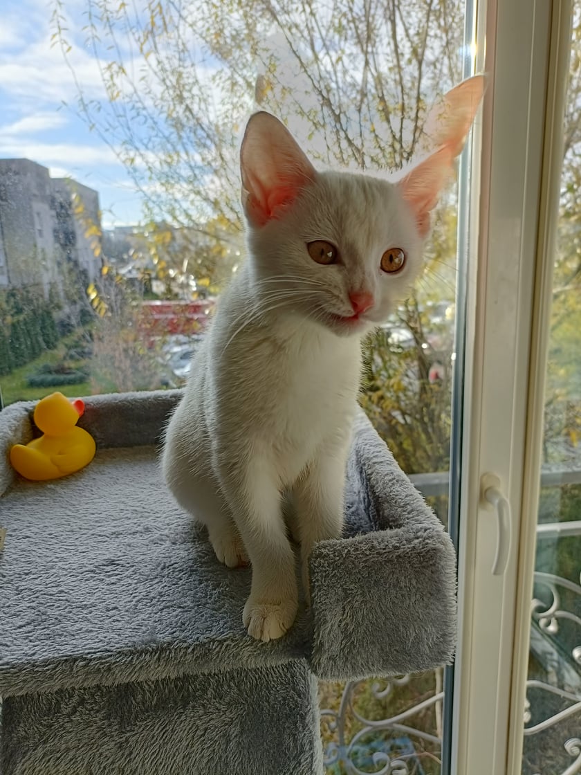 Coco Channel
