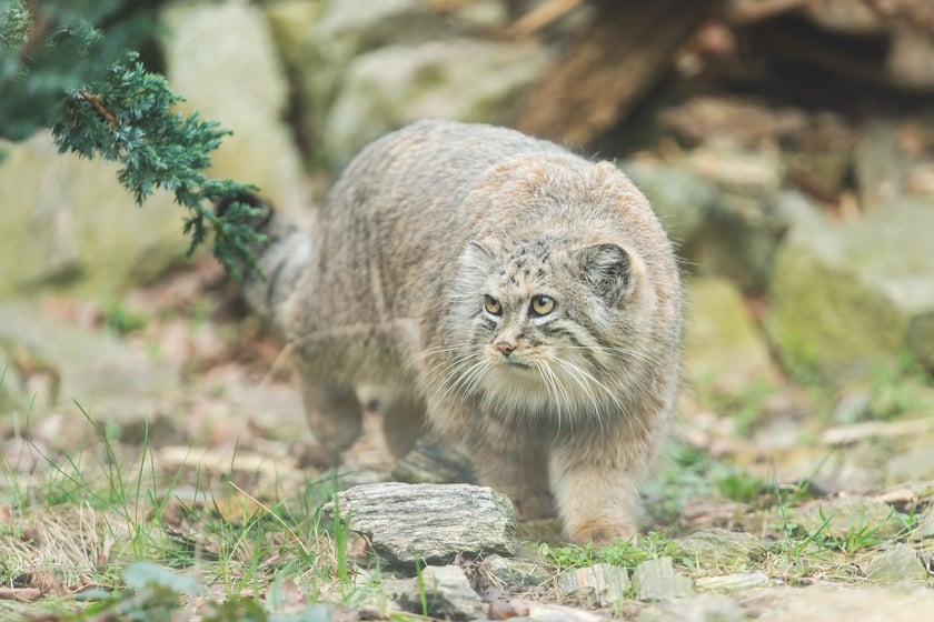 Manul