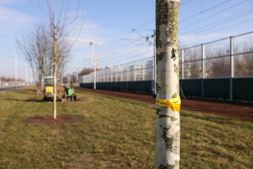 Młode drzewa na ulicy Kosmonautów. Sadzone są tu dorodne okazy, których obwód pani przekracza 30 cm