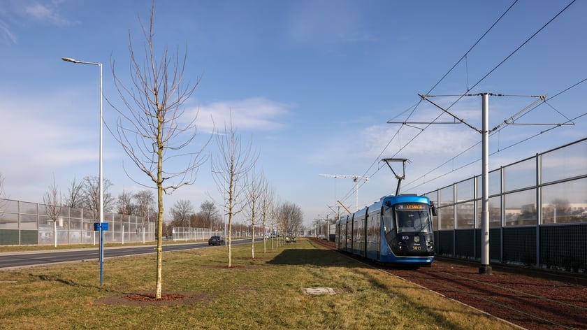Młode drzewa na ulicy Kosmonautów. Sadzone są tu dorodne okazy, których obwód pani przekracza 30 cm