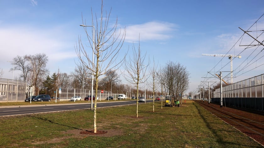 Młode drzewa na ulicy Kosmonautów. Sadzone są tu dorodne okazy, których obwód pani przekracza 30 cm