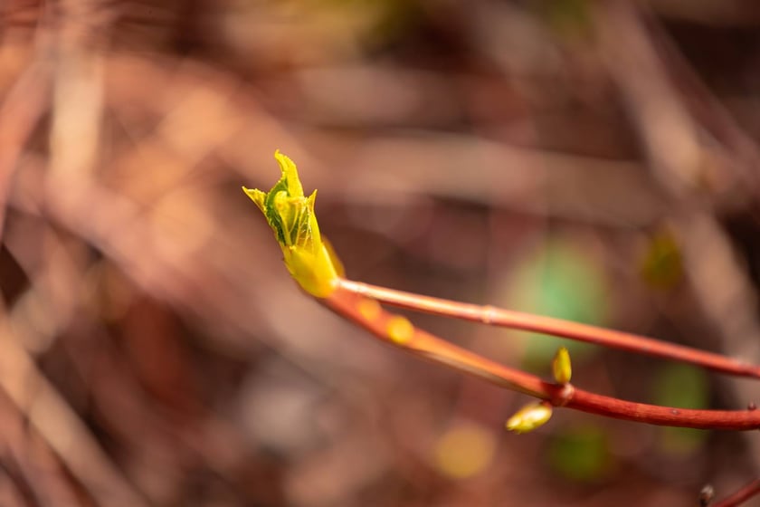 Ogr&oacute;d Botaniczny Uniwersytetu Wrocławskiego otwiera się dla zwiedzających