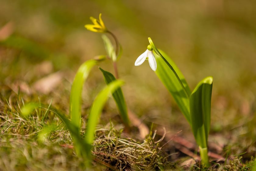 Ogr&oacute;d Botaniczny Uniwersytetu Wrocławskiego otwiera się dla zwiedzających