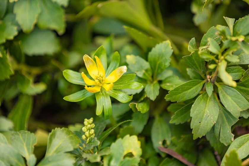 Ogr&oacute;d Botaniczny Uniwersytetu Wrocławskiego otwiera się dla zwiedzających