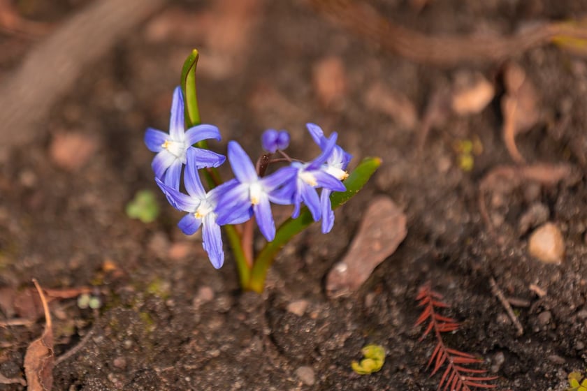 Ogr&oacute;d Botaniczny Uniwersytetu Wrocławskiego otwiera się dla zwiedzających