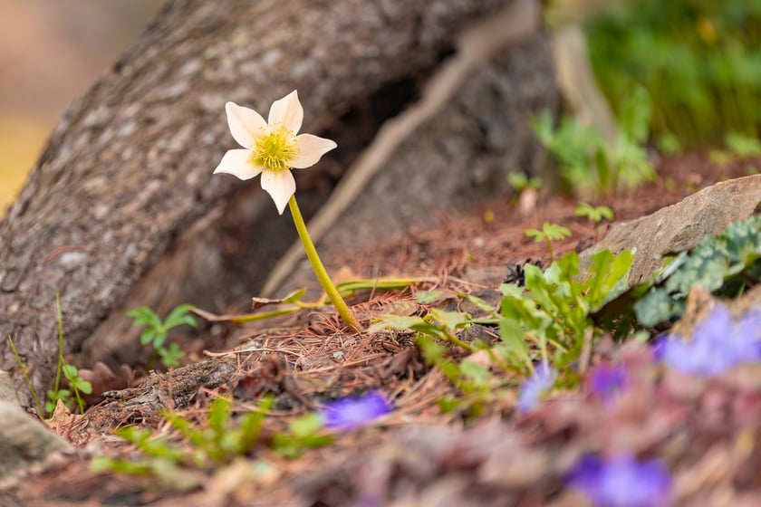 Ogr&oacute;d Botaniczny Uniwersytetu Wrocławskiego otwiera się dla zwiedzających
