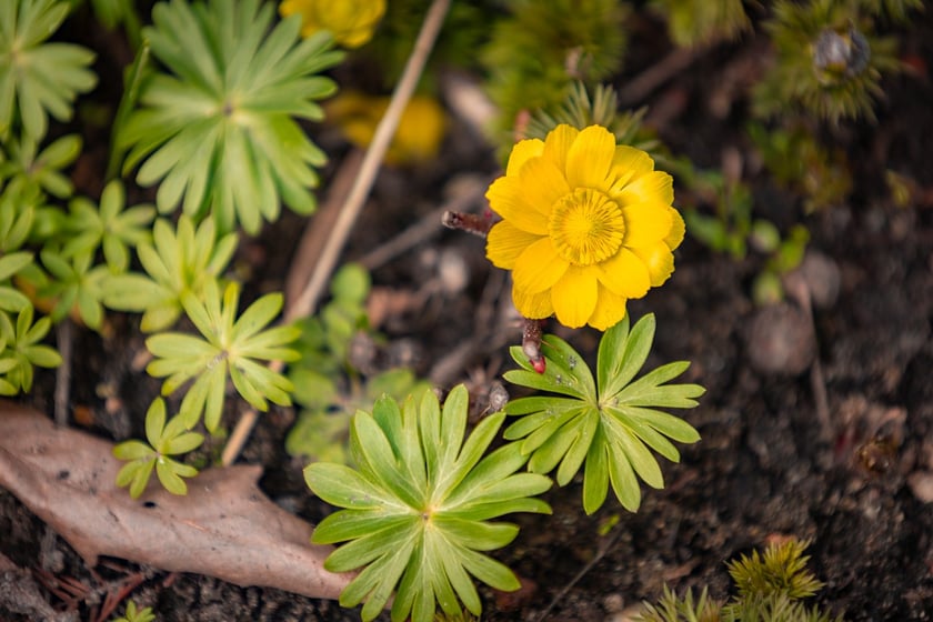 Ogr&oacute;d Botaniczny Uniwersytetu Wrocławskiego otwiera się dla zwiedzających