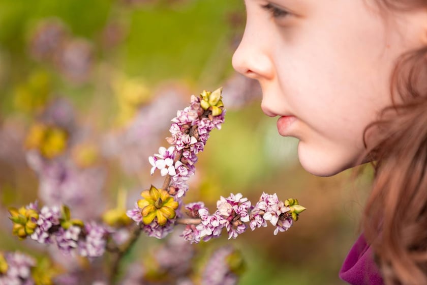 Ogr&oacute;d Botaniczny Uniwersytetu Wrocławskiego otwiera się dla zwiedzających