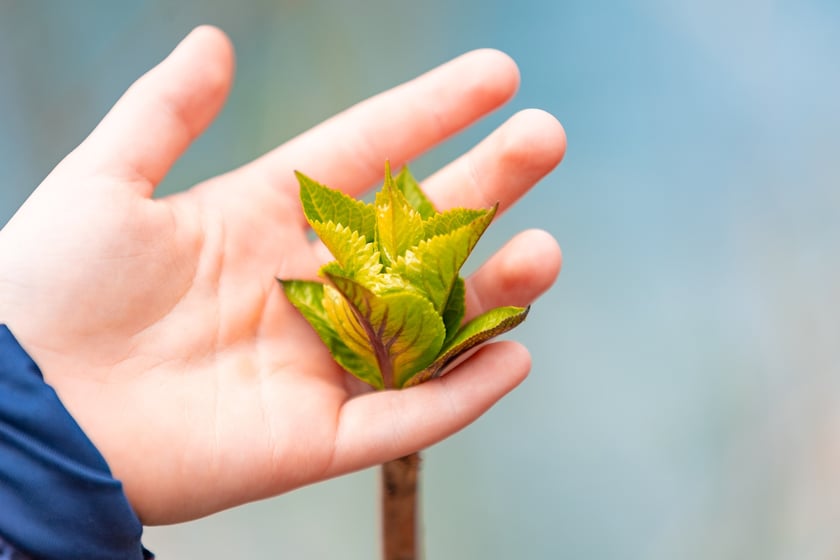 Ogr&oacute;d Botaniczny Uniwersytetu Wrocławskiego otwiera się dla zwiedzających