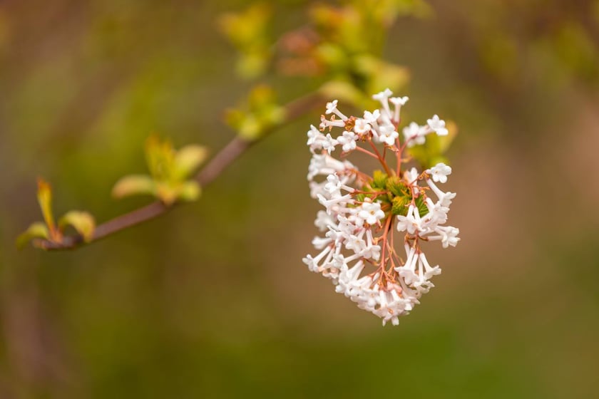 Ogr&oacute;d Botaniczny Uniwersytetu Wrocławskiego otwiera się dla zwiedzających