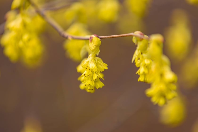 Ogr&oacute;d Botaniczny Uniwersytetu Wrocławskiego otwiera się dla zwiedzających