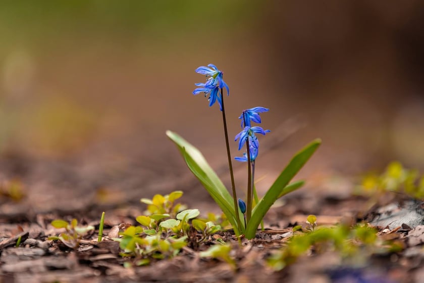 Ogr&oacute;d Botaniczny Uniwersytetu Wrocławskiego otwiera się dla zwiedzających