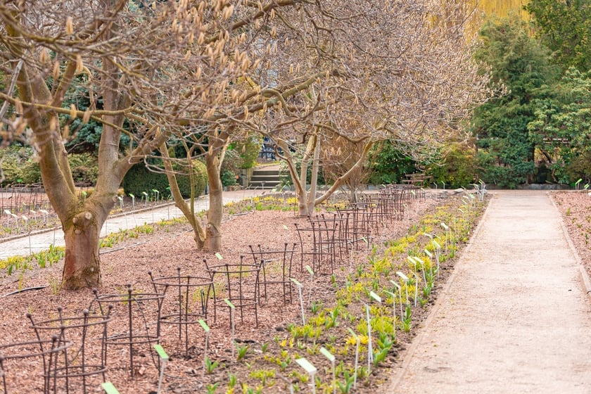 Ogr&oacute;d Botaniczny Uniwersytetu Wrocławskiego otwiera się dla zwiedzających