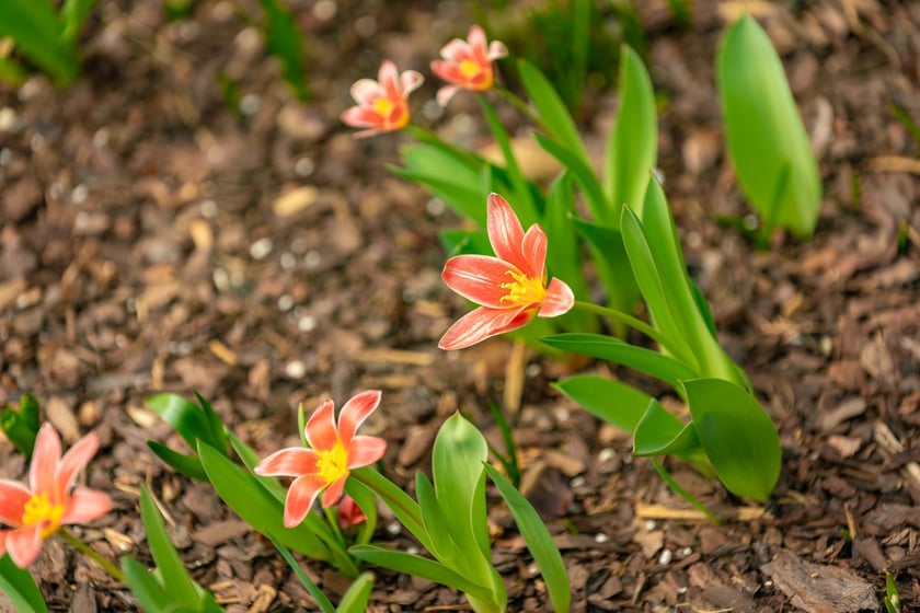 Ogr&oacute;d Botaniczny Uniwersytetu Wrocławskiego otwiera się dla zwiedzających