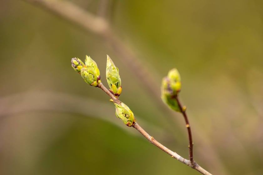 Ogr&oacute;d Botaniczny Uniwersytetu Wrocławskiego otwiera się dla zwiedzających