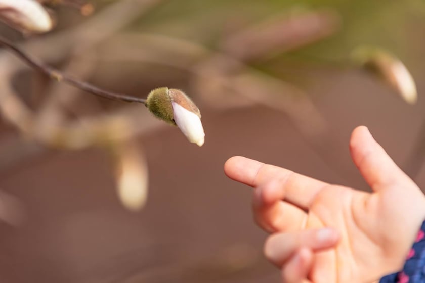 Ogr&oacute;d Botaniczny Uniwersytetu Wrocławskiego otwiera się dla zwiedzających