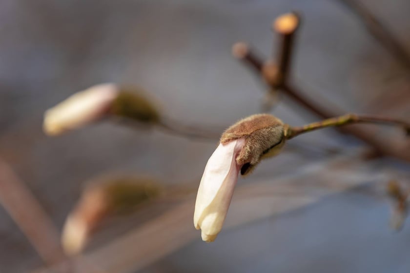 Ogr&oacute;d Botaniczny Uniwersytetu Wrocławskiego otwiera się dla zwiedzających
