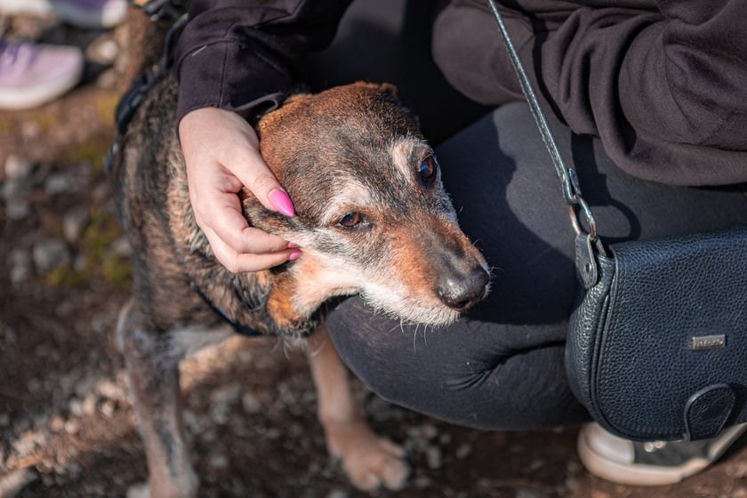 Otwarty Dzień Adopcyjny w Ekostraży - 15.03.2025