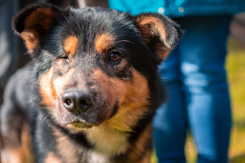 Otwarty Dzień Adopcyjny w Ekostraży - 15.03.2025