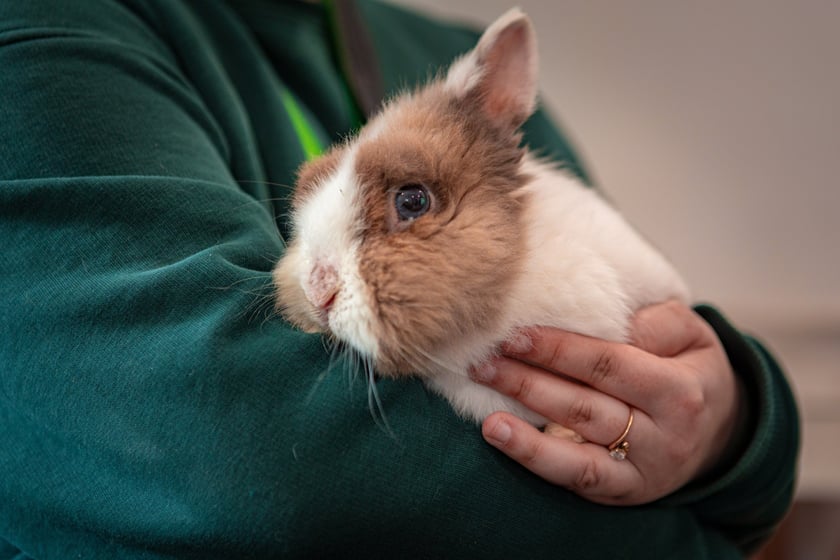 Otwarty Dzień Adopcyjny w Ekostraży - 15.03.2025