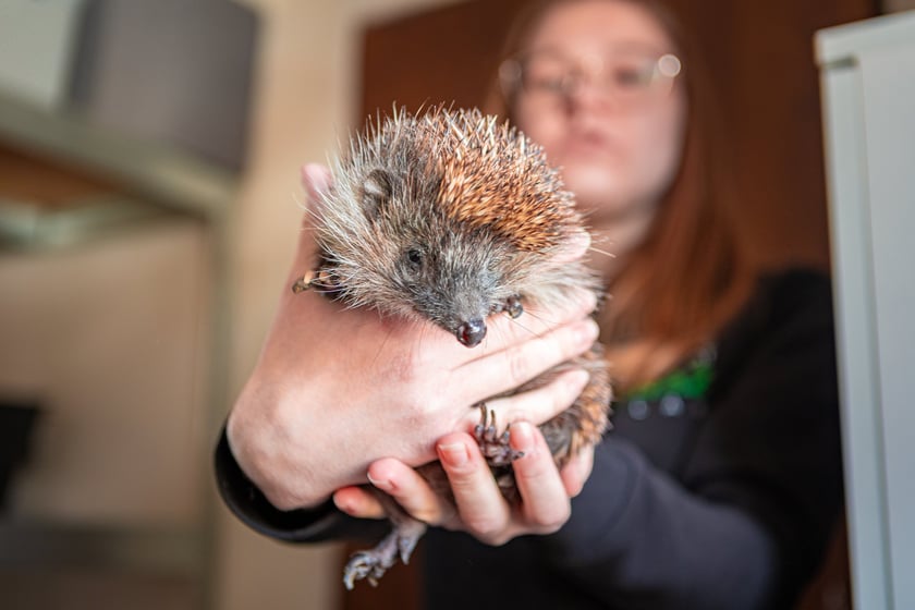 Otwarty Dzień Adopcyjny w Ekostraży - 15.03.2025