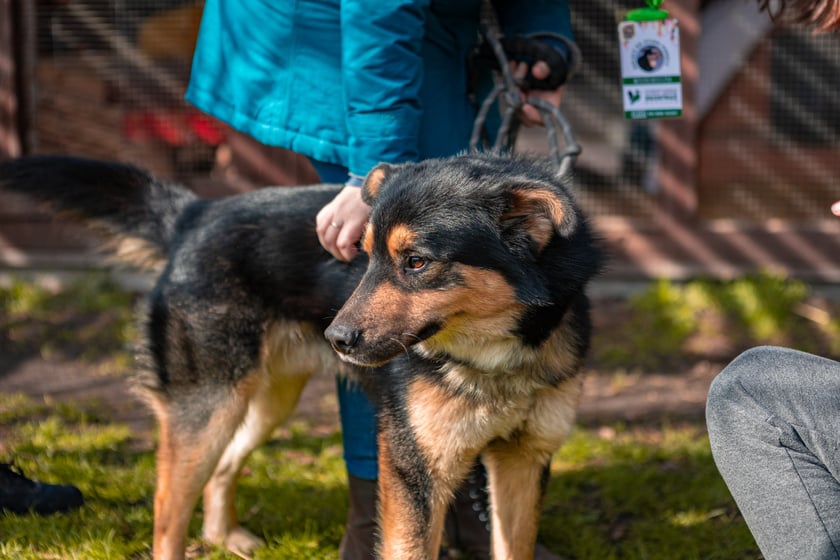 Otwarty Dzień Adopcyjny w Ekostraży - 15.03.2025