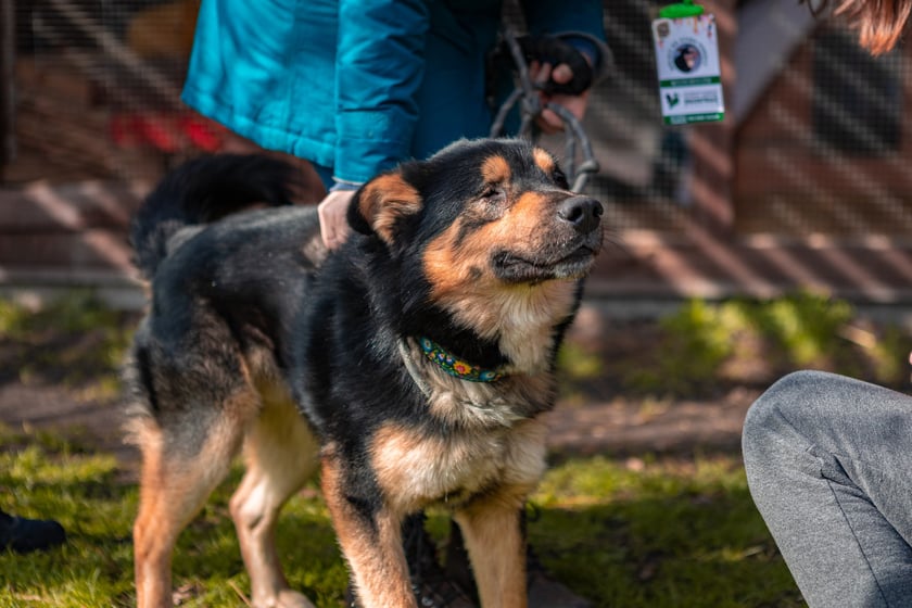 Otwarty Dzień Adopcyjny w Ekostraży - 15.03.2025