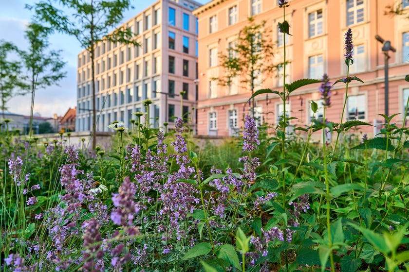 Plac Nowy Targ po zakończeniu prac związanych z zazielenianiem