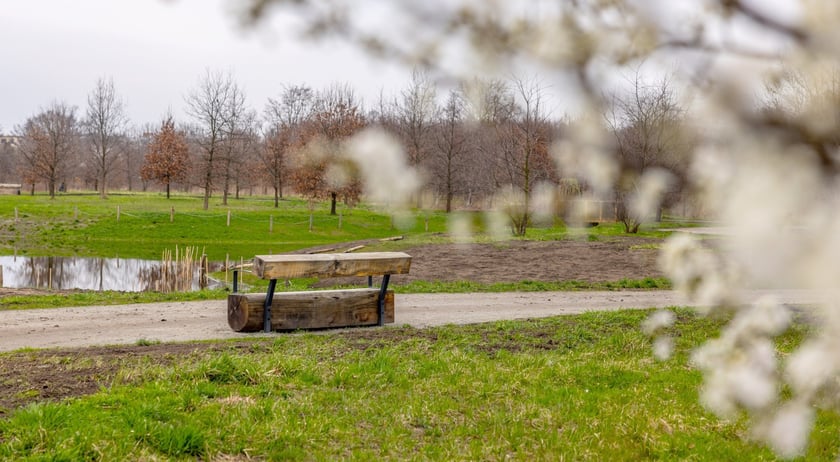 Park Krzycki