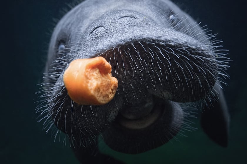 Manaty z wrocławskiego zoo