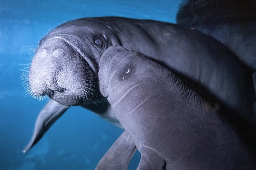 Manaty z wrocławskiego zoo