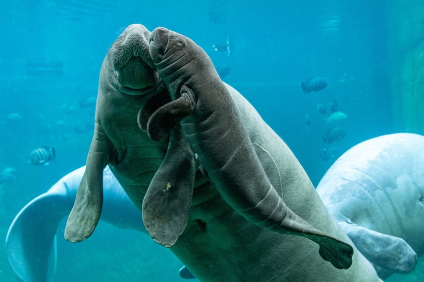 Manaty z wrocławskiego zoo