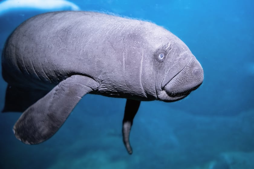 Manaty z wrocławskiego zoo