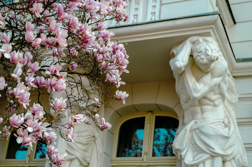 Magnolia na Podwalu - 02.04.2025 r.