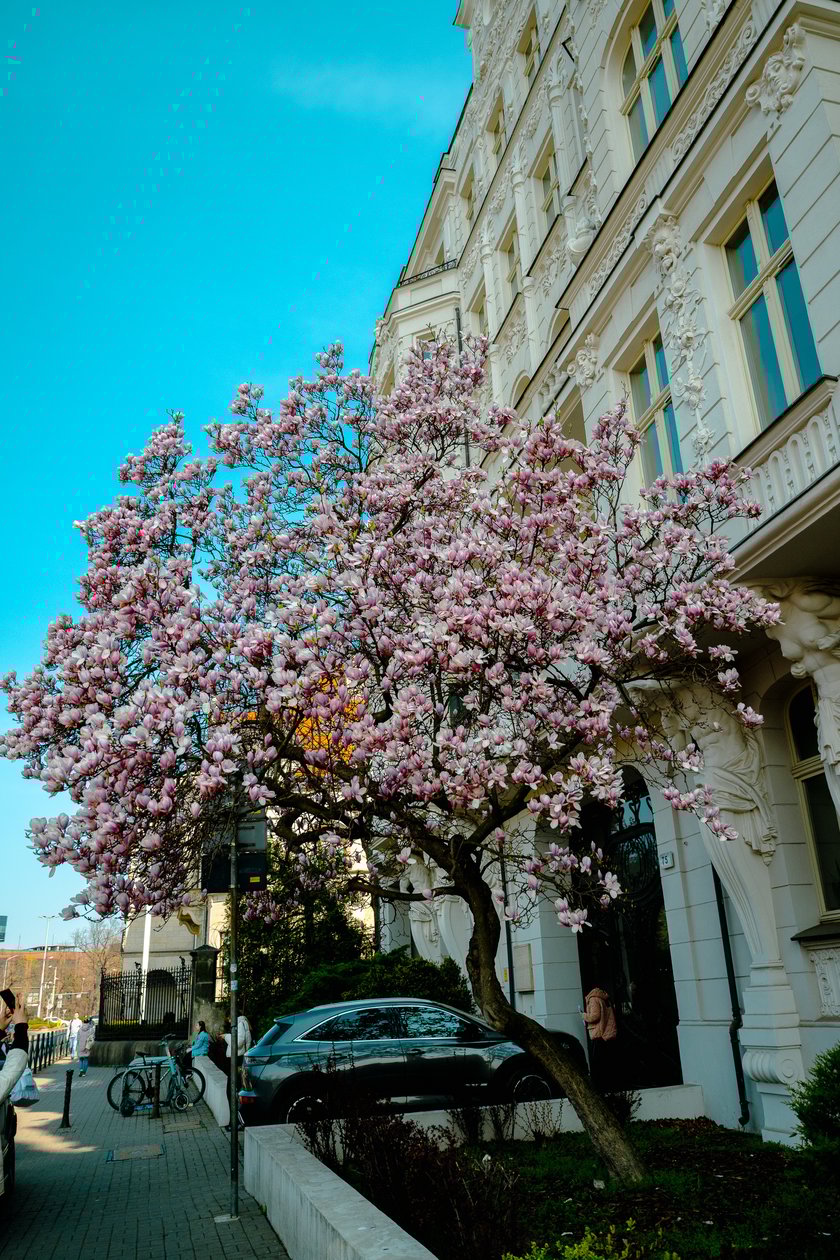 Magnolia na Podwalu - 02.04.2025 r.