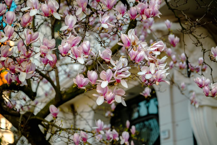Magnolia na Podwalu - 02.04.2025 r.