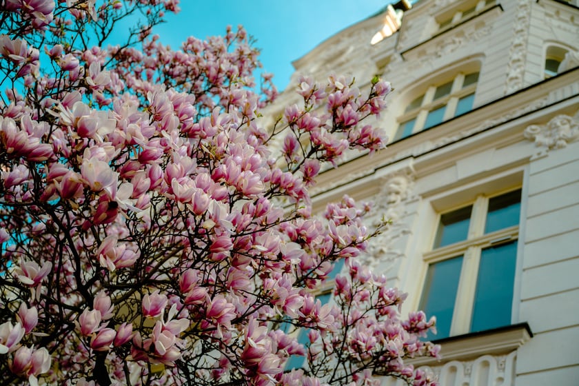 Magnolia na Podwalu - 02.04.2025 r.
