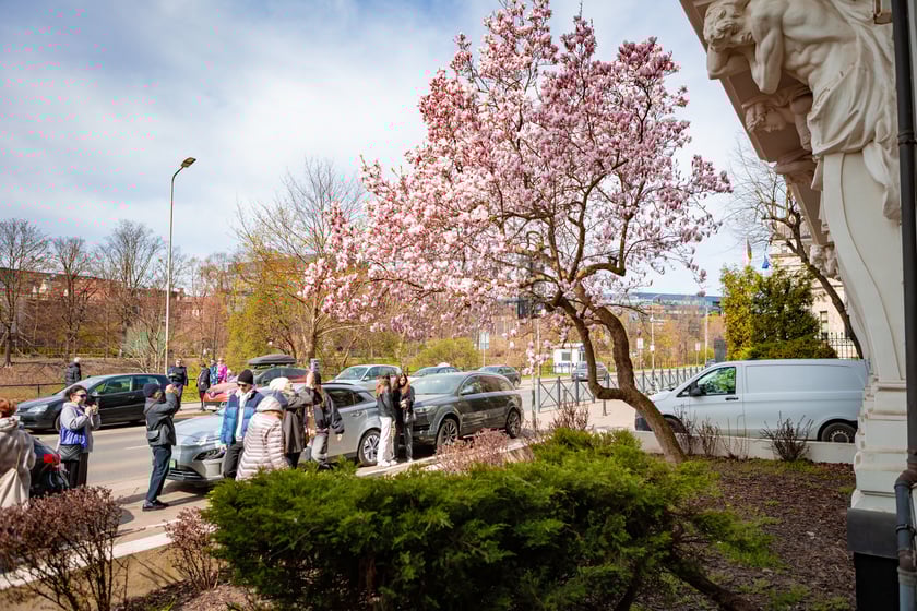 Magnolia na Podwalu - 30.03.2025 r.