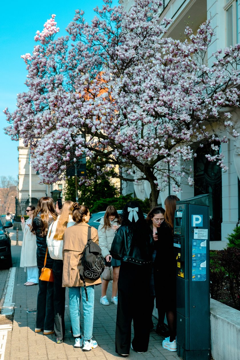 Magnolia na Podwalu - 02.04.2025 r.