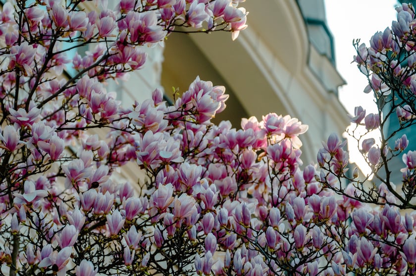 Magnolia na Podwalu - 02.04.2025 r.