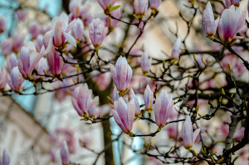 Magnolia na Podwalu - 02.04.2025 r.