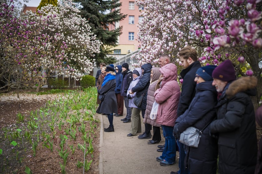 Festiwal Magnolii w Ogrodzie Botanicznym