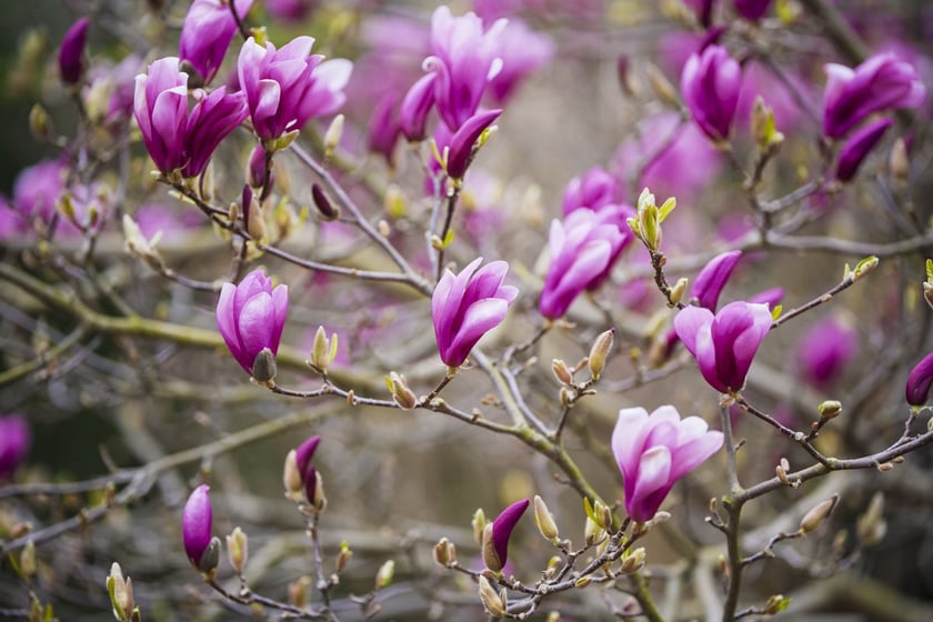 Festiwal Magnolii w Ogrodzie Botanicznym