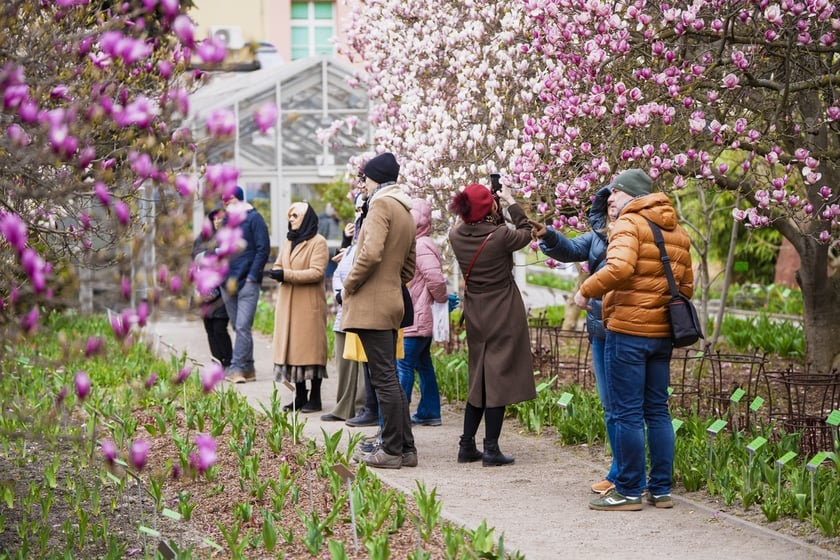 Festiwal Magnolii w Ogrodzie Botanicznym