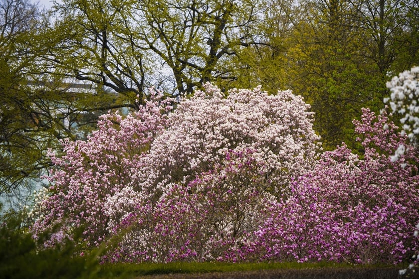 Festiwal Magnolii w Ogrodzie Botanicznym